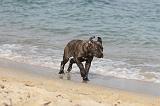 CANE CORSO 284